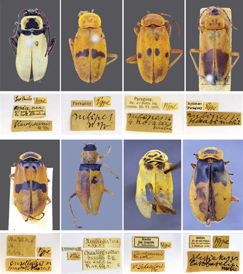 Lectotypes and labels of new synonyms for Chauliognathus flavipes, C ...