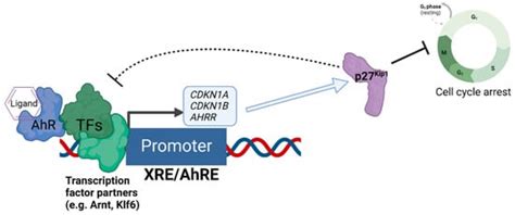 Tumor-Suppressive Functions of the Aryl Hydrocarbon Receptor (AhR) and ...