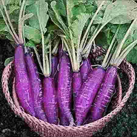 Chroma Hydroponic Nurseries - Top Nurseries in Mohanaghat Dibrugarh