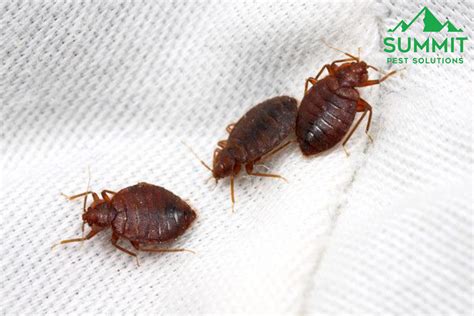 Image result for Bug Pest Control Tips