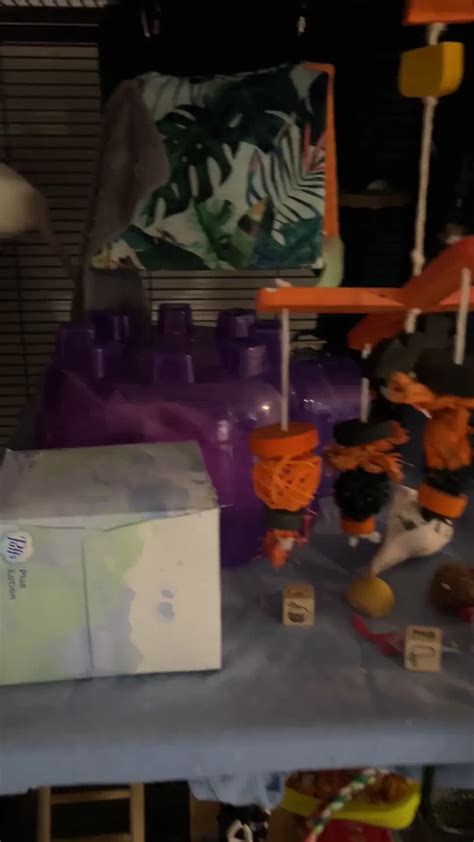 Finished Rat Cage | Scrolller