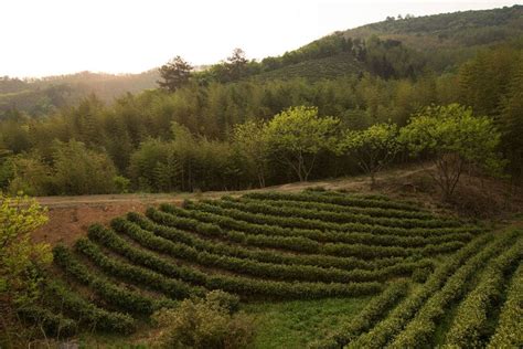 Anji, the first green city in China that’s attracting travellers from ...