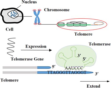 Image result for Reverse Transcriptase Cell Line