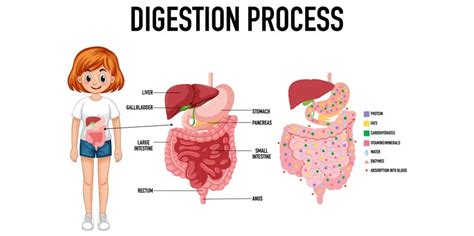 Image result for How Does Food Get Digested