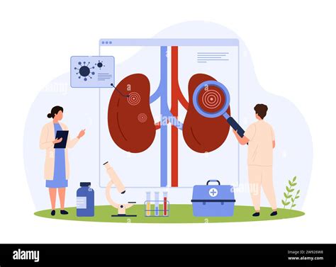 Pyelonephritis, kidney infection diagnosis and treatment, nephrology vector illustration ...