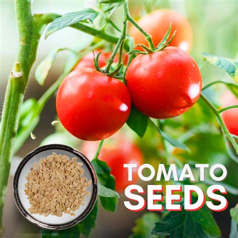 Green Paradise® Desi Tomato Seeds – GreenParadiseLive