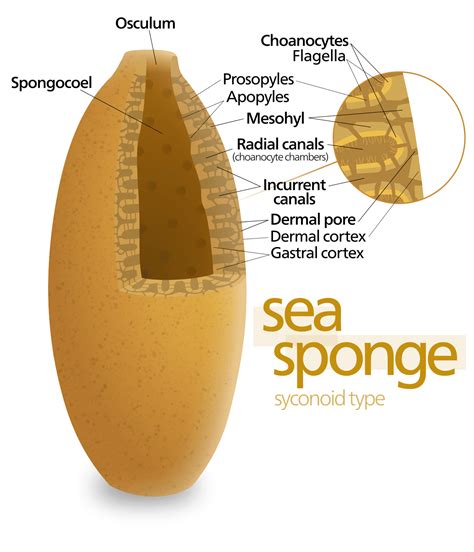 Sponges ~ MarineBio Conservation Society