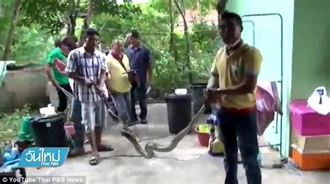 Image result for Python Attacks Woman