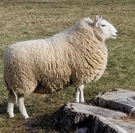 History of Cheviot Sheep | Shepherd's Bounty
