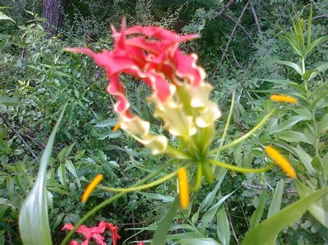 Eelam - JungleKey.in Image