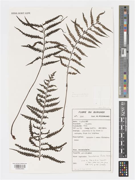 Asplenium burundense Pic.Serm. | Plants of the World Online | Kew Science