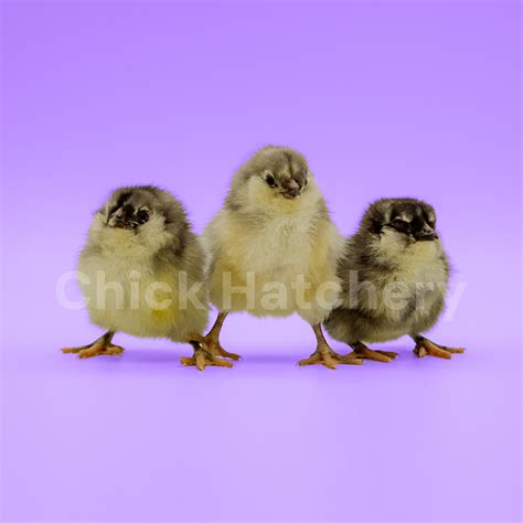 Blue Ameraucana Chickens | Chick Hatchery