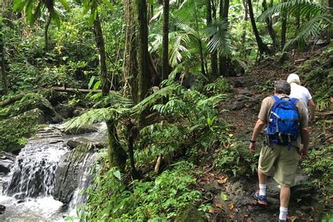 El Yunque National Forest Half Day Tour 2022 - San Juan - Viator