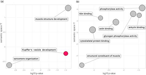 Gene Expression Variations of Red—White Skin Coloration in Common Carp ...