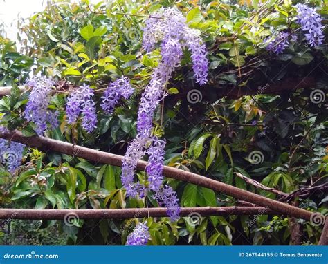 Figure Hanging Purple Flowers Stock Image - Image of trees, nature ...