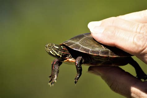 How Long Do Painted Turtles Live? A Complete Lifespan Guide
