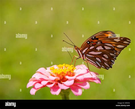 Ventral view of a beautiful Agraulis vanillae, Gulf Fritillary butterfly feeding against green ...