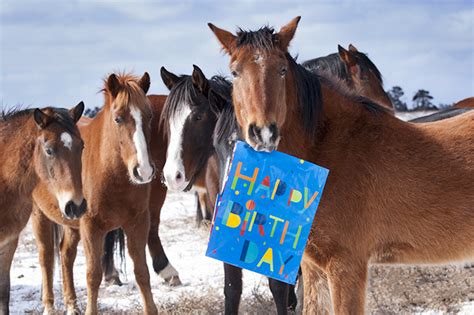 Happy birthday images with Horses💐 — Free happy bday pictures and ...