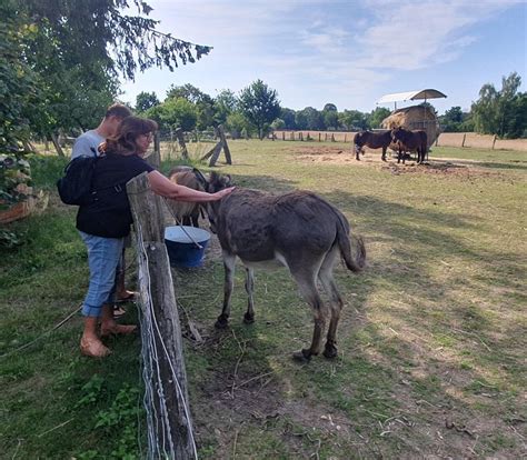 LANDHOTEL ROSENHOF (Plau am See) - Hotel Reviews, Photos, Rate ...