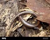 Eastern Red-backed Salamander (Plethodon cinereus) Amphibia Stock Photo ...