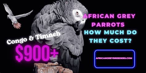 The Cost of African Grey Parrots in 2024 Revealed - African Grey Breeders
