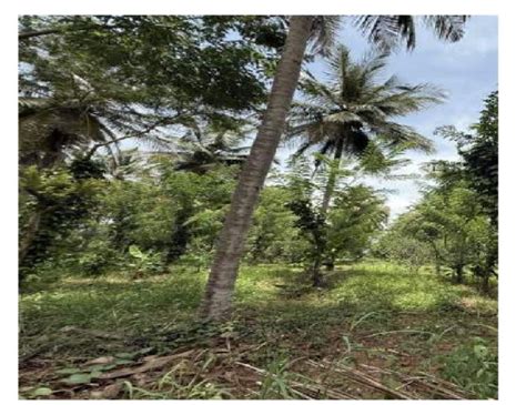 30 Acre Agricultural/Farm Land for Sale in Hunsur, Mysore - by Green ...
