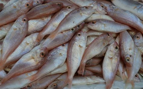 Karnataka Fisheries Launches Mobile App for Seafood Home Delivery ...