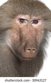 Image result for Baboon Side View
