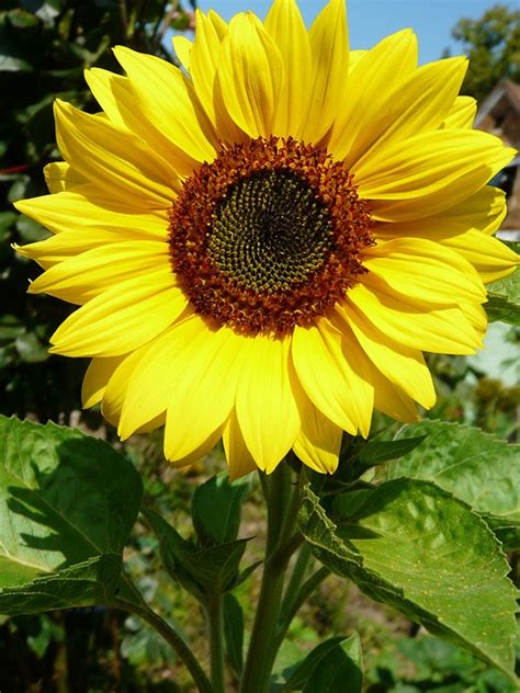 Image result for Sunflower Optimization Algorithm