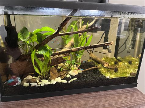 Image result for Java Moss Carpet