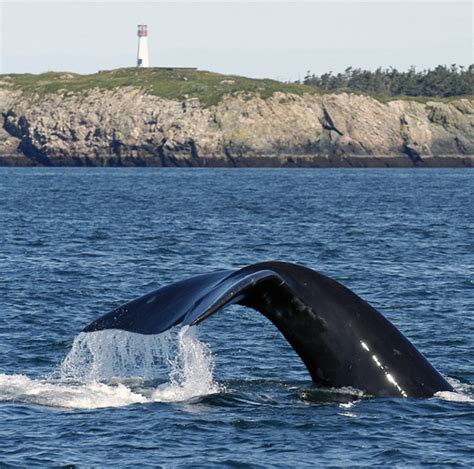 Image result for Human Wolves 1914