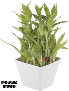 WG Wood Gibbs Two Layer Bamboo Plant Price in India - Buy WG Wood Gibbs ...