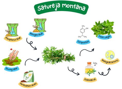 Phytochemical Characterization and Biological Activities of Essential ...
