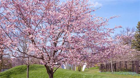 5 Things to Do This Weekend: Cherry Blossom Celebration, Variety of ...