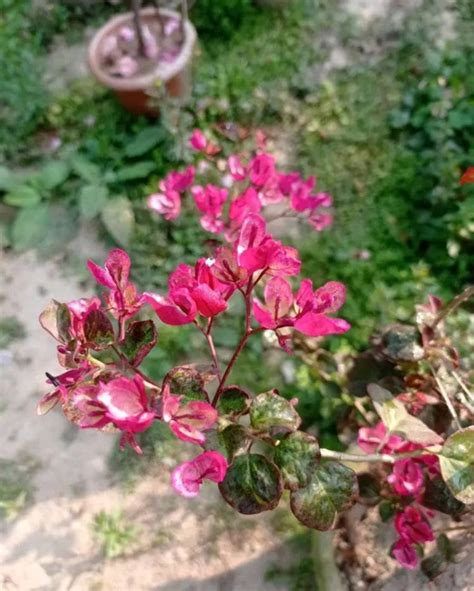Black Maria Bougainvillea - Vibrant & Hardy Plants