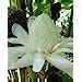 Absons Seeds Village Rare Exotic White Torch Ginger, White Ginger Lily ...