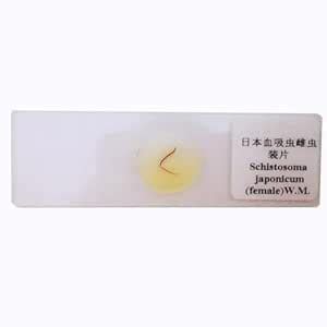 1Pieces Female schistosoma japonicum Adult Whole Amount parasitology ...