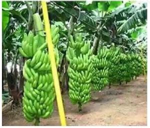 Sundhi Banana Plant Price in India - Buy Sundhi Banana Plant online at ...