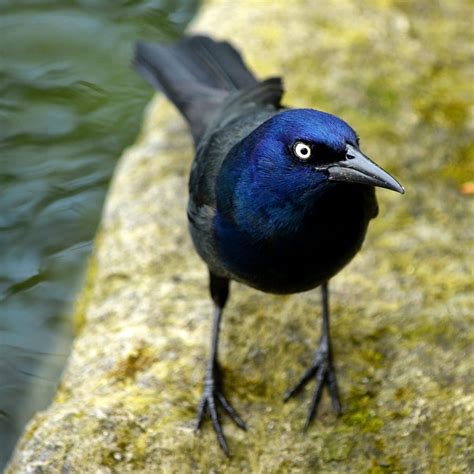 Grackle Symbolism & Meaning (+ Totem, Spirit & Omens) | World Birds