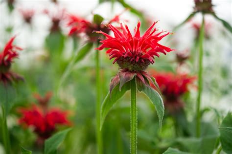 Bee Balm Plant Information