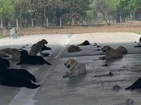 These Dogs Are National Heroes And Are Looking For a New Home, Here's ...