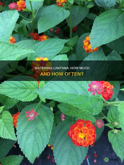 Lantana Watering Guide: How Much Water Do They Really Need?