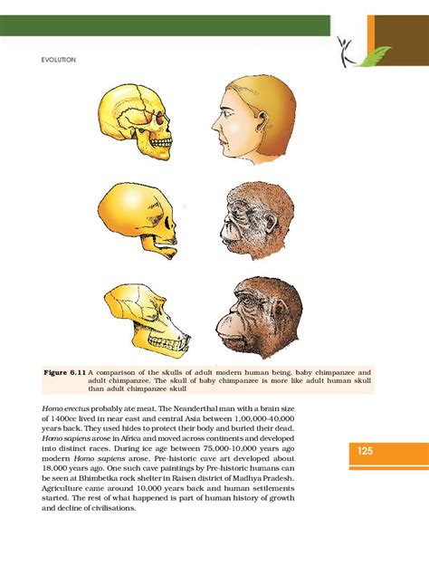 Image result for Class 12 Chapter 6 Evolution