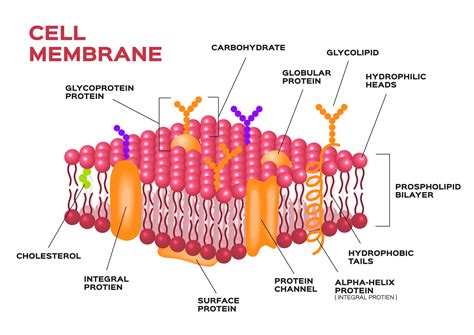 Plasma Membrane Cell
