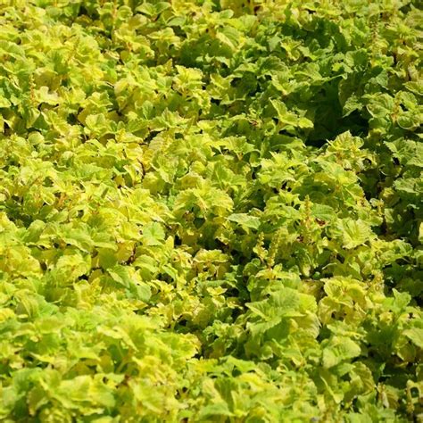 Full frame shot of fresh green plants | Premium Photo