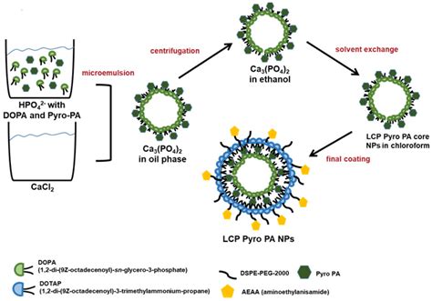 Novel Pyropheophorbide Phosphatydic Acids Photosensitizer Combined EGFR ...