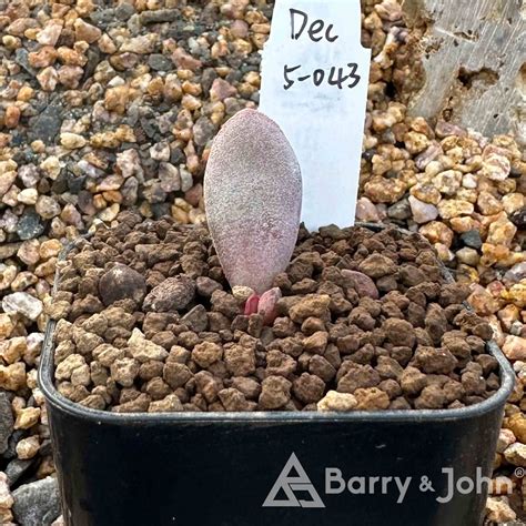 喙 天章｜Adromischus Marianae ‘Beak‘ – Barry & John