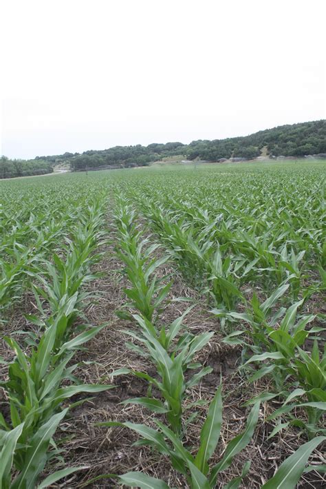Overcoming Challenges with No-till and Cover Crops, Lewis & Clark NRD ...