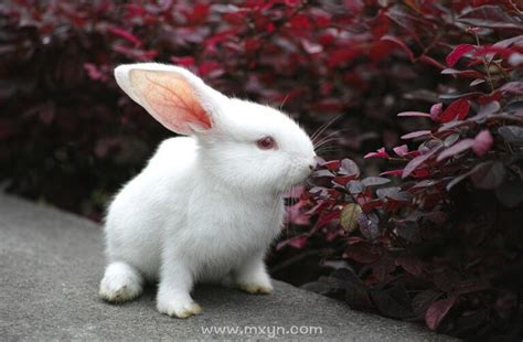 梦见小兔子_周公解梦梦到小兔子是什么意思_做梦梦见小兔子好不好_周公解梦官网