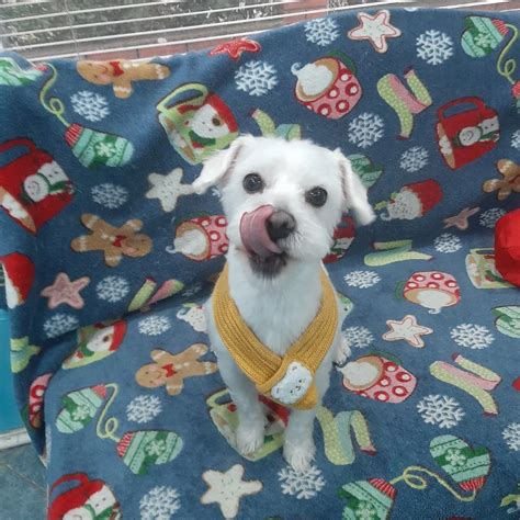 Best Friend - Grooming Salon | Leo🐥🥰😇 | Instagram